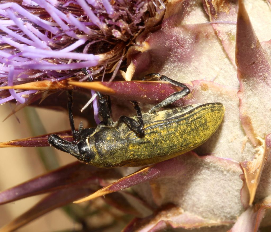 Curculionidae: Larinus? Larinus cynarae (cf.)